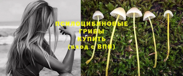 гидра Тайга